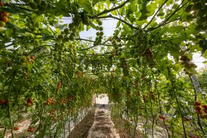 tomates3